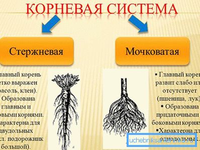 1223 Роот систем