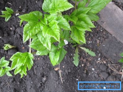 На фотографији за спавање - корова, говорећи о присуству воде у тлу