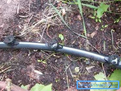 Залијевање грожђа кроз цеви од полиетилена Залијевање грожђа кроз цеви од полиетилена