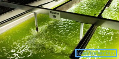 Производња биогорива из алги